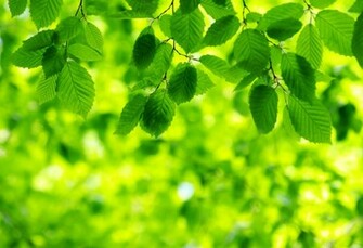 Home About Green Tourism Leaves On Background