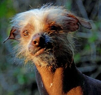 Pictures Of Ugly Dogs HD Wallpaper Lovely
