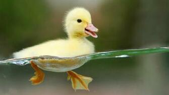 Amazing Full HD Wallpaper Toplist
