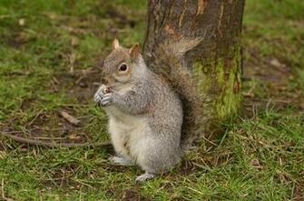 Squirrels Wallpaper Desktop