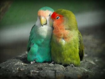 Picturespool Love Birds Wallpaper Beautiful Pictures