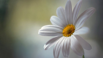 Daisy Wallpaper HD