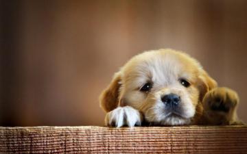 Funny Dog Wallpaper Top Background