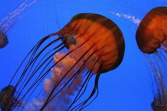 Pacific Sea Nettle Atlanta Water Tourism Jellyfish 4k