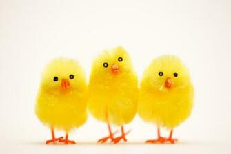 Easter Chicks Pictures Wallpaper HD Base