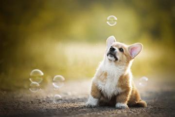 Corgi HD Wallpaper And Background
