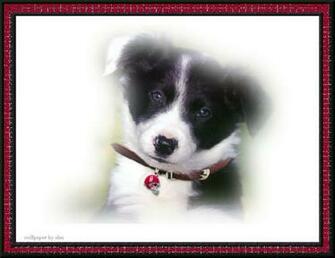 Boomer Sooner Dog Wallpaper