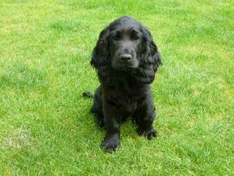 Stunning Black Cocker Spaniel Puppy Westbury Wiltshire