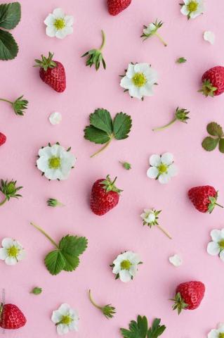 Strawberry Fruit And Flowers On A Pink Background By Ruth Black