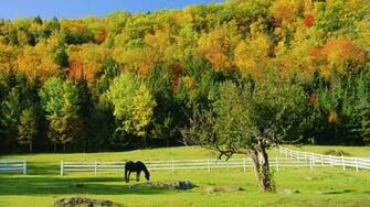 Wallpaper Corral Horse Tree HD Widescreen High Definition