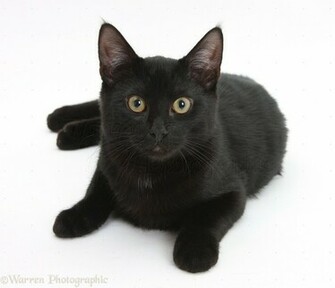 Black Cat White Background Jpg