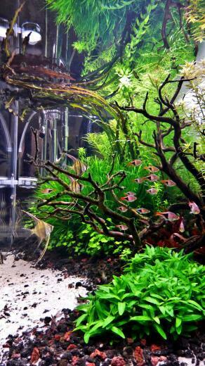 Aquascape Wallpaper Top Background