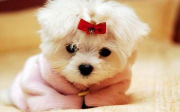 Cute Dog Wallpaper Enjpg