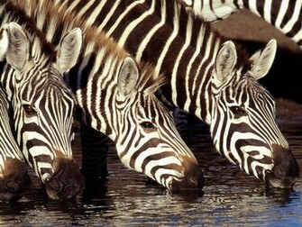 Zebra Desktop Achtergronden HD Wallpaper