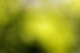 Bright Blurry Leaves Background