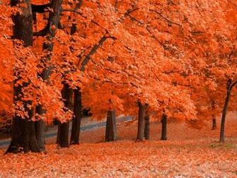 Starting Autumn Wallpaper