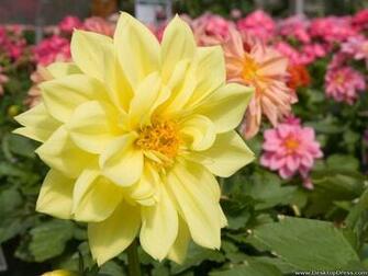 Desktop Wallpaper Flowers Background Dahlia