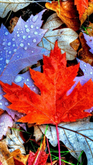 iPhone Autumn Wallpaper