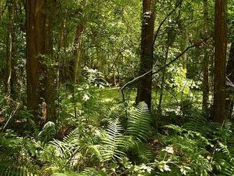 Louisiana Indian Bayou Area In The Atchafalaya Basin Swamp Wilderness