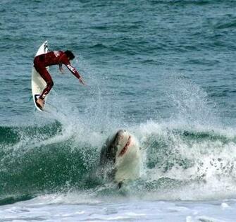 Dangerous Shark Fish Attack Wallpaper Sa