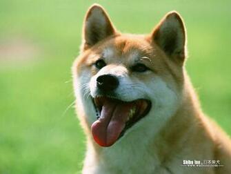 Shiba Inu Wallpaper