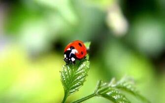 Ladybug Computer Wallpaper Desktop Background Id