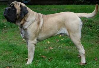 English Mastiff Dog Side Photo And Wallpaper Beautiful