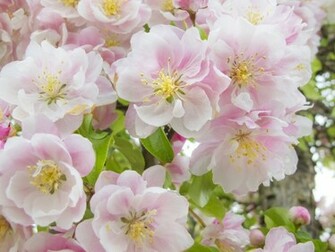 Apple Flower Blossoms Desktop Pc And Mac Wallpaper
