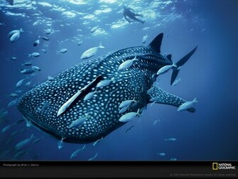 Unique Wallpaper Most Famous National Geographic HD