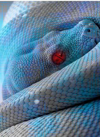 Red Eyed Blue Snake Beauty Beautiful Snakes Wallpaper