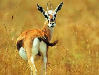 Various Deer Photos Wallpaper Resolution 18s Image