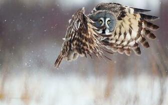 Owl HD Wallpaper