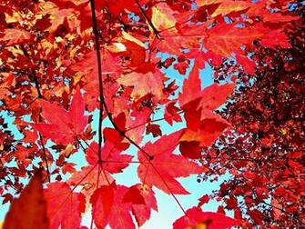 Autumn Leaves Background Wallpaper