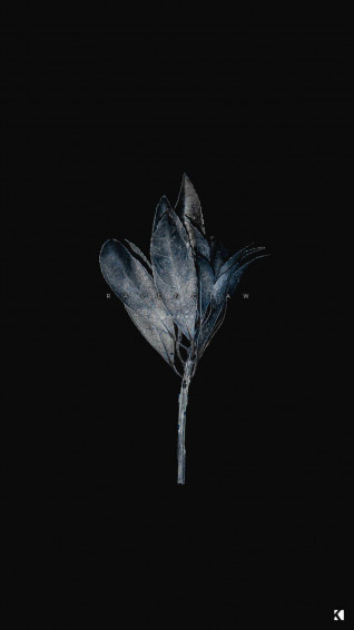 Black Aesthetic iPhone Wallpaper