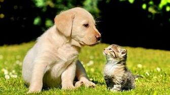 Best Friend Wallpaper HD Net
