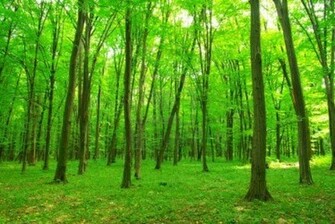 Green Forest Background I M Currently Taking A Class