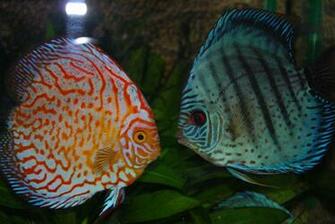Discus Fish Wallpaper