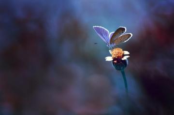 Original Resolution Popular Resolutions Macro Photography