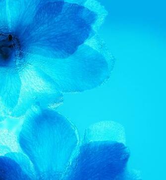 Huawei Nova Stock Wallpaper Techbeasts