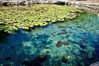 HD Wallpaper Mexico Progreso Nature Plants Clear Rocks
