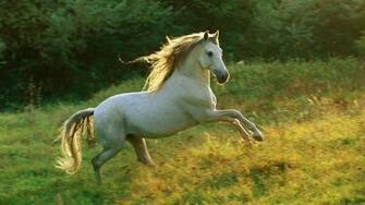 Nature Animals Horses White Horse Wallpaper