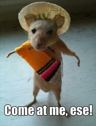 Funny Animal Captions Pics Photos Mages