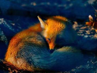 Fox Computer Wallpaper Desktop Background Id188437