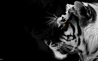 Black White Tiger