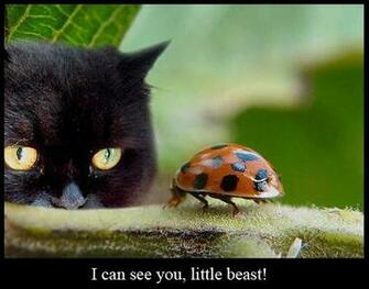 Pictures Furry Friday Funny Animal Desktop Wallpaper