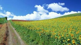 Wallpaper Field Of Sunflowers X