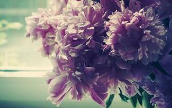 Peonies Desktop Pc And Mac Wallpaper
