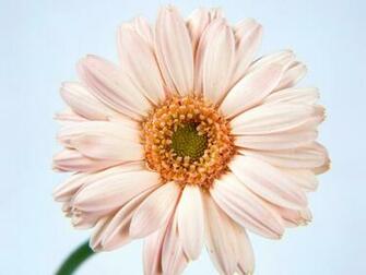 Single Flower Wallpaper