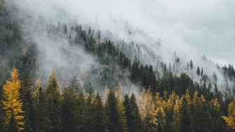 Forest Wallpaper