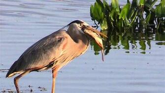 Great Blue Heron Wallpaper 96e1sxn Picserio
